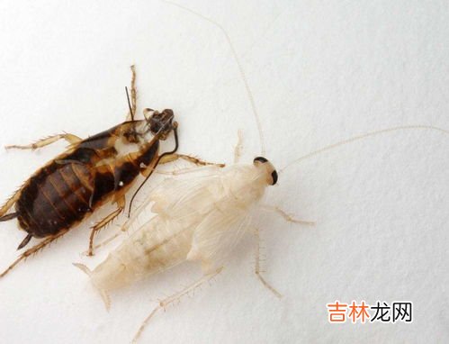 洗衣粉可以杀死蟑螂吗,洗衣粉真的可以杀灭蟑螂吗?