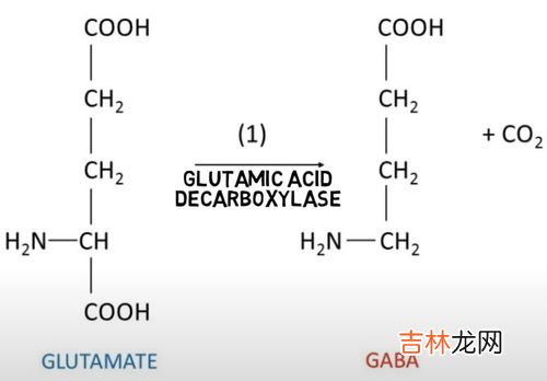 gaba氨基丁酸的作用,氨基丁酸的功效与作用