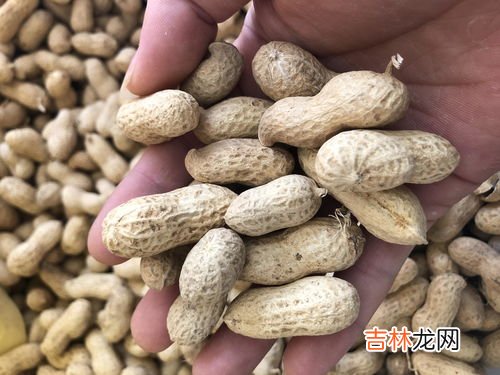 花生为什么是苦的,新鲜花生有苦味是什么原因所至