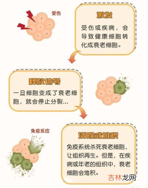 清so去抗体糖果怎么样,今菲纤齐祛抗体糖果主要成分是什么,对身体有害处吗?