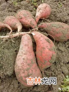 红薯的来历和故事是什么,红薯的来源和历史是什么?