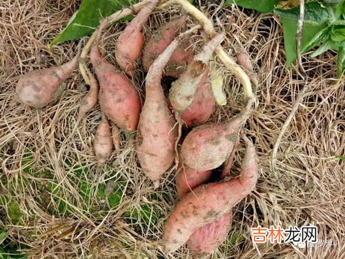红薯的来历和故事是什么,红薯的来源和历史是什么?