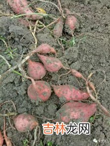 红薯的来历和故事是什么,红薯的来源和历史是什么?