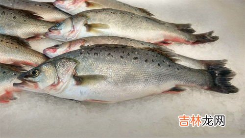 河鲈鱼和海鲈鱼的区别,河鲈鱼和海鲈鱼哪个好 河鲈鱼和海鲈鱼哪个好呢