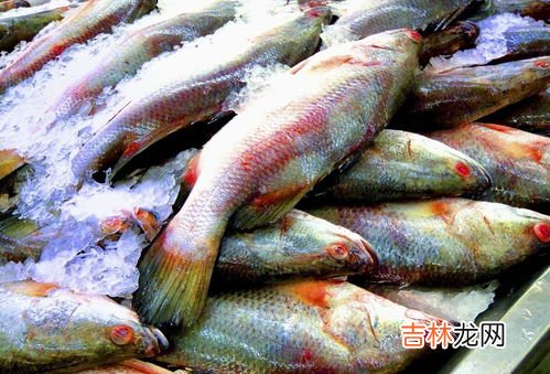 河鲈鱼和海鲈鱼的区别,河鲈鱼和海鲈鱼哪个好 河鲈鱼和海鲈鱼哪个好呢