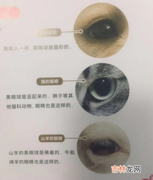 电影院近视眼的3d眼镜怎么戴,眼睛近视看3d电影有影响吗?戴近视眼镜再戴那个眼睛该怎么弄啊?