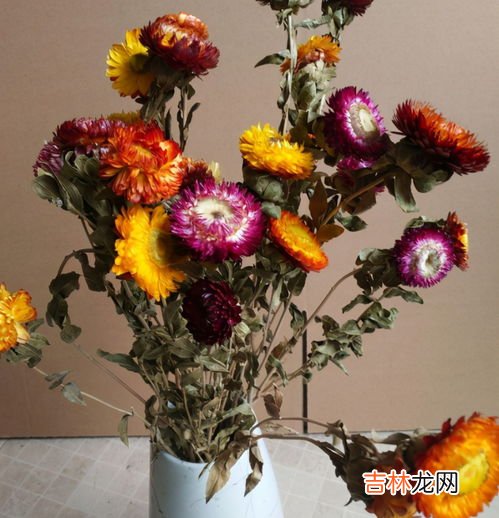 玫瑰花怎么保存成干花,玫瑰花怎么保存成干花