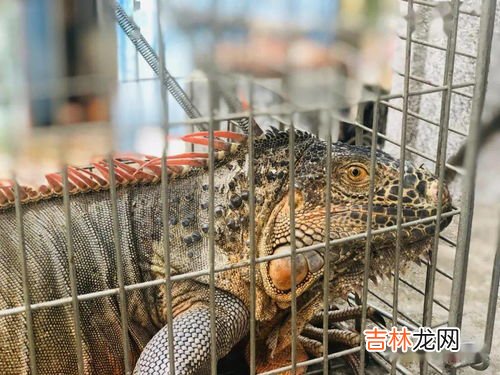 五仙是哪五个动物,农村老人说的五大仙“狐黄白柳灰”,分别指的是什么?