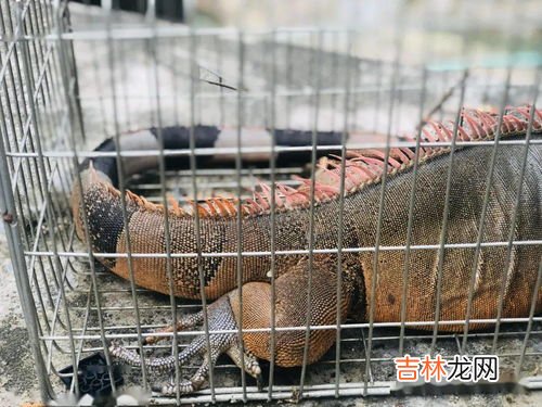 五仙是哪五个动物,农村老人说的五大仙“狐黄白柳灰”,分别指的是什么?