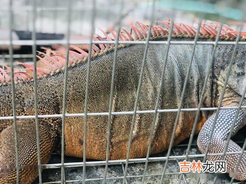 五仙是哪五个动物,农村老人说的五大仙“狐黄白柳灰”,分别指的是什么?