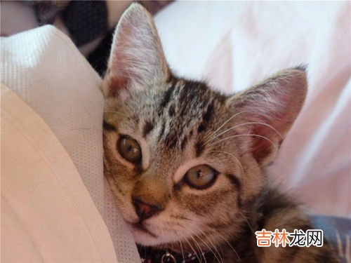 口水为什么那么臭,口水臭是什么原因?
