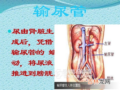 德国诺华卵巢雌性激素荷尔蒙贴是什么,荷尔蒙贴片的功 能：