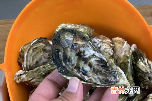 生蚝不开口是死的吗,生蚝活的是开口的还是闭口的?