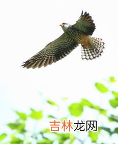 隼和鹰的区别,鹰,隼,雕,枭的区别是什么?