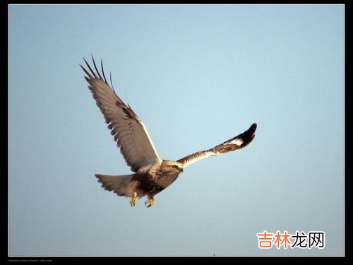隼和鹰的区别,鹰,隼,雕,枭的区别是什么?