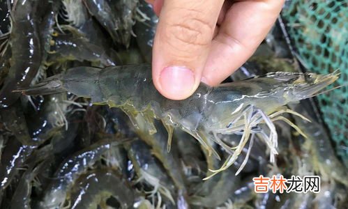冻虾腥味重是不是坏了,冻虾仁有腥臭味为什么