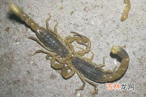 为什么家里会有蝎子,为什么蝎子会频繁出现在家里