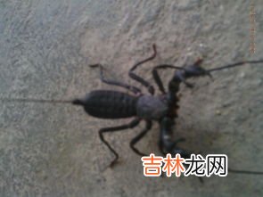 为什么家里会有蝎子,为什么蝎子会频繁出现在家里