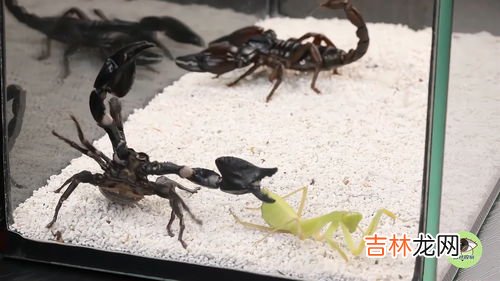 为什么家里会有蝎子,为什么蝎子会频繁出现在家里