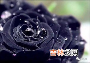 玫瑰花外面用黑色包装什么意思,红玫瑰花包黑色纸寓意好吗？