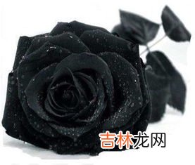 玫瑰花外面用黑色包装什么意思,红玫瑰花包黑色纸寓意好吗？