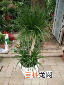 室内花卉租摆品牌排行榜,买鲜花绿植什么牌子好