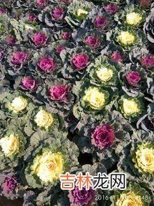 室内花卉租摆品牌排行榜,买鲜花绿植什么牌子好