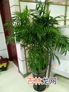 室内花卉租摆品牌排行榜,买鲜花绿植什么牌子好