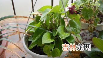绿箩为什么叶子发黄,绿萝叶子发黄是什么原因