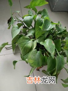 绿箩为什么叶子发黄,绿萝叶子发黄是什么原因