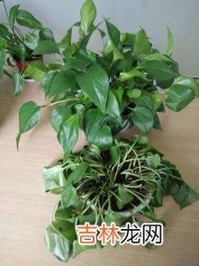 绿箩为什么叶子发黄,绿萝叶子发黄是什么原因