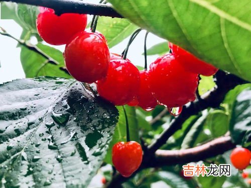 车厘子放冰箱要扎紧还是透气,车厘子怎么存放