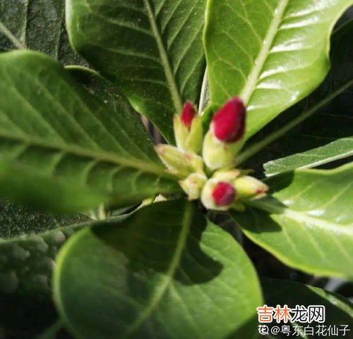 玫瑰花可以放在暖气房间吗,沙漠玫瑰耐寒吗?在室内过冬有哪些注意事项?