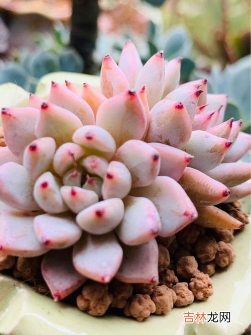 玫瑰花可以放在暖气房间吗,沙漠玫瑰耐寒吗?在室内过冬有哪些注意事项?