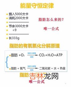 脂老虎减肥怎么样,脂老虎减肥怎么吃