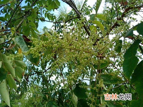 五倍子蜂蜜好不好,五倍子蜜和冬桂蛮哪种好