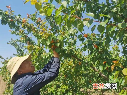 任丘特产,任丘有什么特产