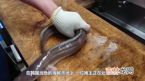 鳗鱼为什么那么贵,鳗鱼苗为什么这么贵？鳗鱼苗价格多少钱一条？