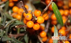 沙棘果泡水功效与作用,沙棘茶功效与作用是什么