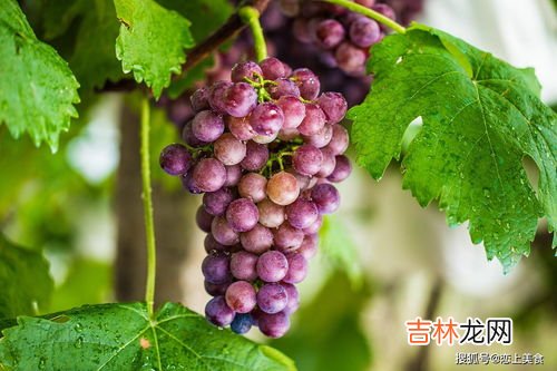 洗葡萄可以用盐水泡吗,葡萄怎么洗