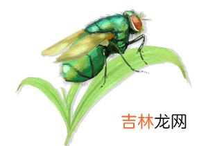 用什么可以杀死苍蝇卵,碘伏能杀死苍蝇卵吗