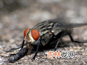 用什么可以杀死苍蝇卵,碘伏能杀死苍蝇卵吗