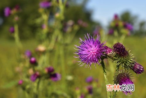 中药水飞蓟的功效,水飞蓟的功效是护肝吗？