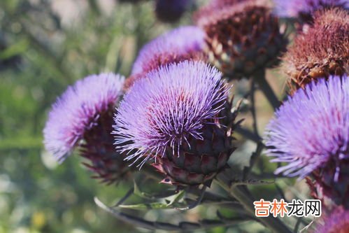 中药水飞蓟的功效,水飞蓟的功效是护肝吗？