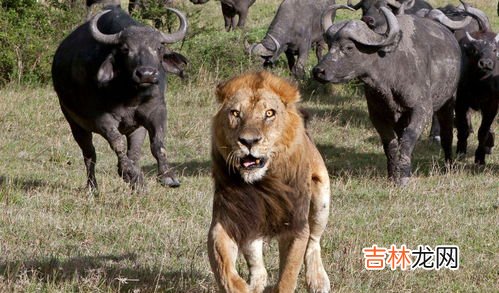 为什么公狮子怕母狮子,为什么公狮子怕母狮子