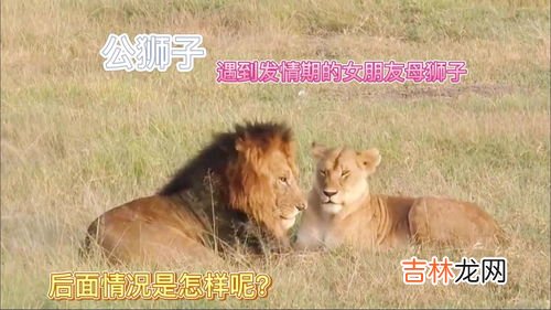 为什么公狮子怕母狮子,为什么公狮子怕母狮子