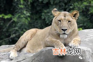 为什么公狮子怕母狮子,为什么公狮子怕母狮子