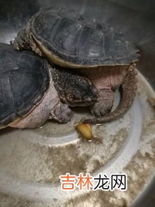 鳄龟为什么不能放生,鳄龟为什么不能放生?鳄龟咬人吗?