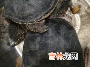 鳄龟为什么不能放生,鳄龟为什么不能放生?鳄龟咬人吗?