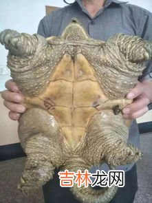 鳄龟为什么不能放生,鳄龟为什么不能放生?鳄龟咬人吗?